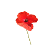 Poppy summer spring sun