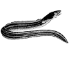 eel