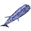 whale