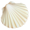 Shell - Bio