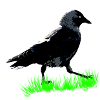 Jackdaw