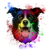 Border Collie Hund Hunderasse