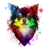 Chihuahua Hund Portrait