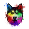 Siberian husky dog