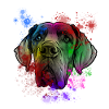 Great Dane dog