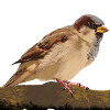 sparrow
