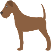 irish terrier