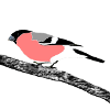 bullfinch