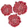 Carnations