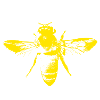 The honey bee
