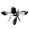 L'abeille - Abeille