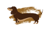 Dachshund Dachshund