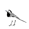 Wagtail