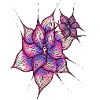 Fleur vulve