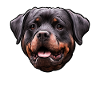 Rottweiler dog