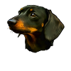 Portrait de chien teckel