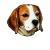 Beagle dog portrait