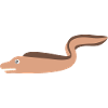 Moray eel