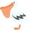 pelican