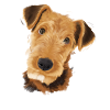 Airedale Terrier Dog