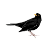 Blackbird on roof