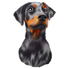 Doberman dog