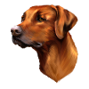 Rhodesian Ridgeback