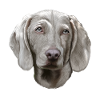 Weimaraner dog