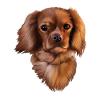 King Cavalier dog