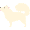 Samoyed