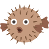 Puffer fish