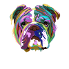 English Bulldog Splash