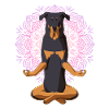 Beauceron chien méditation