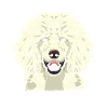 Pudel Hunderasse Hund