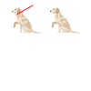 Chien canin Labrador Retriever