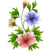 fleurs