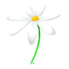Marguerite flower