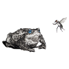 Toad and fly