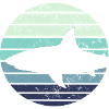 Shark shark