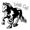 Irish Cob - Irish Tinker