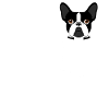 Pocket Boston Terrier dog