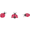 3 Ladybugs