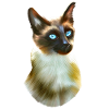 Portrait de chat siamois