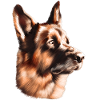 German shepherd dog