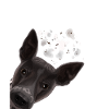 Curious American Hairless Terrier Dog