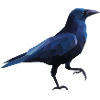 crow