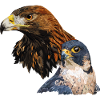 Peregrine falcon