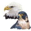 Peregrine Falcon and American Pigargo