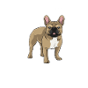 Bouledog français Fille