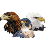 Faucon pèlerin et aigles